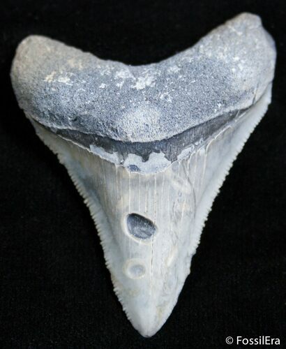Sharp Inch Bone Valley Megalodon Tooth #2441